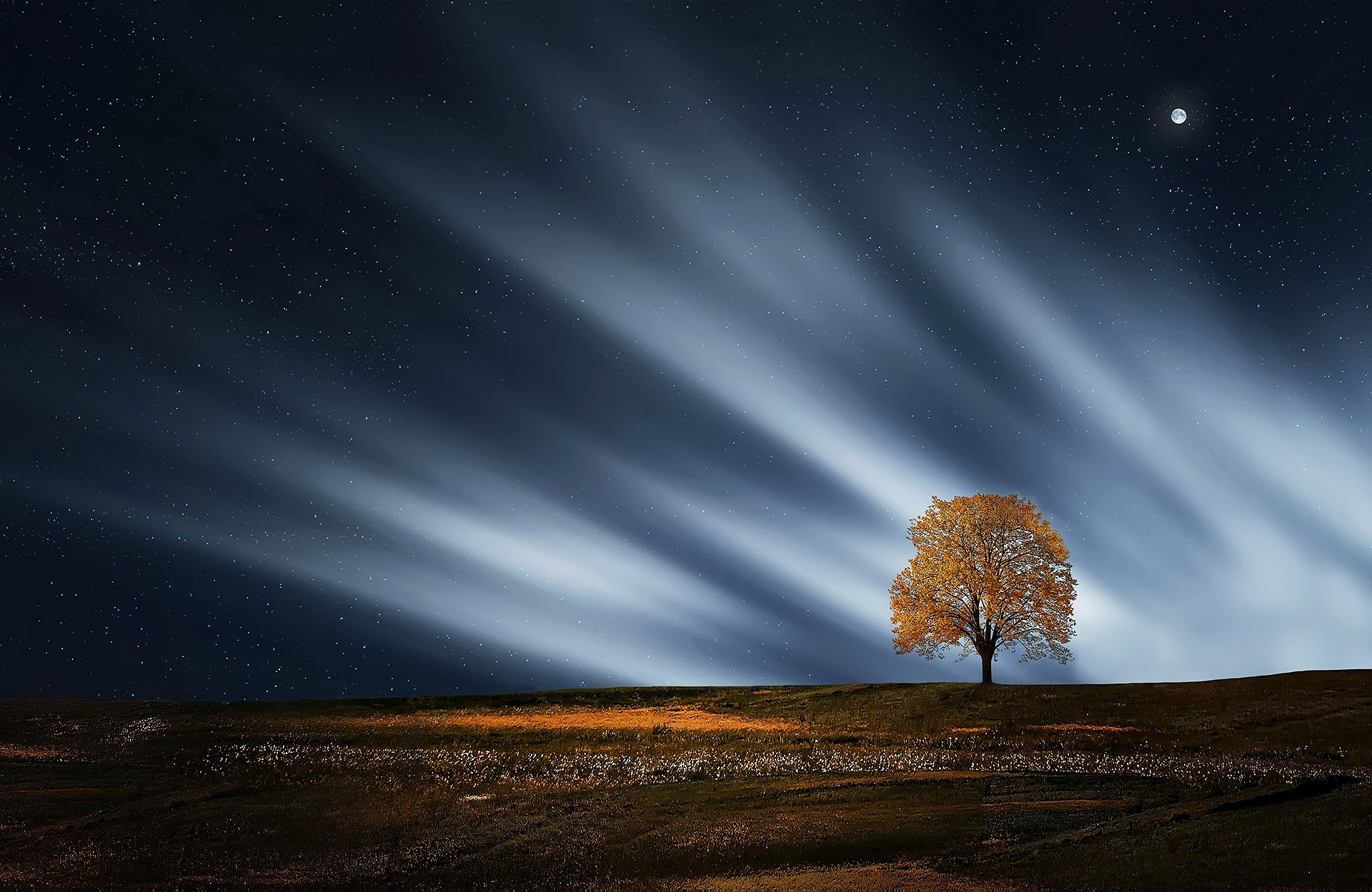 bessi-tree-736882_1920
